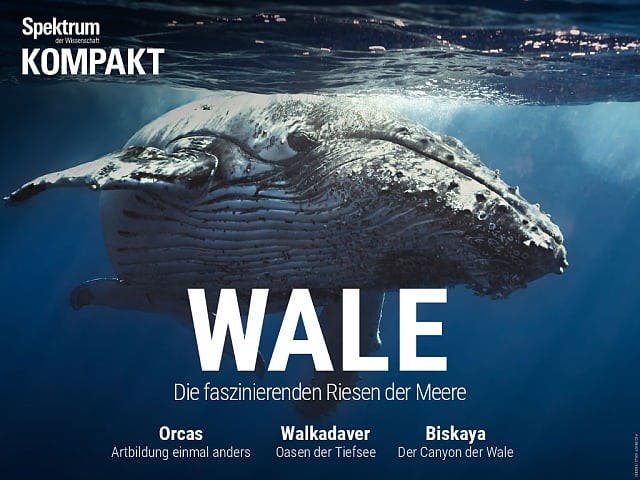 Spektrum Kompakt - 31/2017 - Wale - Die faszinierenden Riesen der Meere