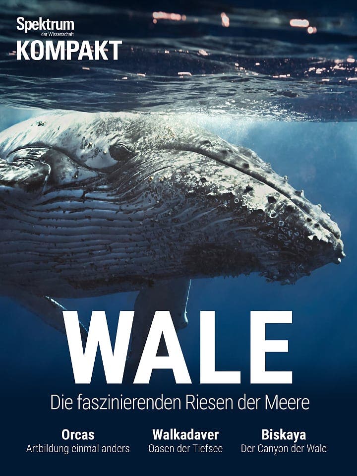 Spektrum Kompakt:  Wale – Die faszinierenden Riesen der Meere