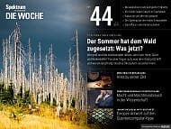 Spektrum - Die Woche - 44/2018 - Der Sommer hat dem Wald zugesetzt: Was jetzt?