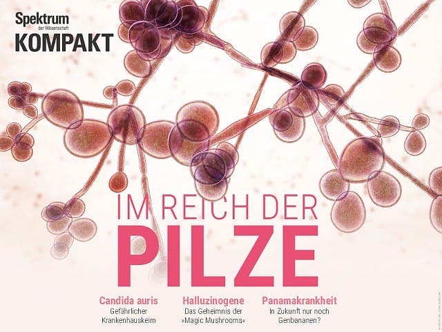 Spektrum Kompakt - 34/2019 - Im Reich der Pilze
