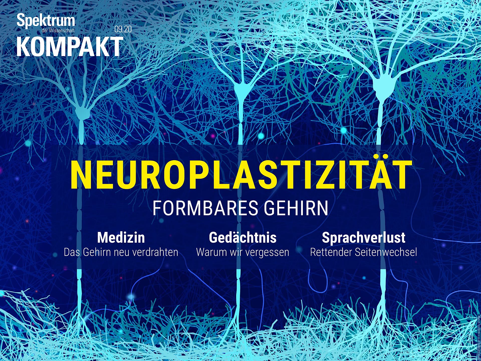 Neuroplastizität - Formbares Gehirn