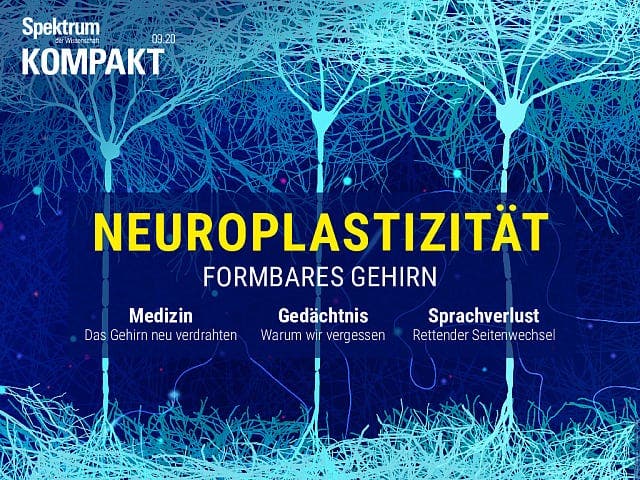  Neuroplastizität – Formbares Gehirn