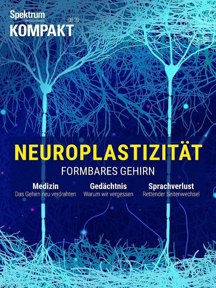 Spektrum Kompakt:  Neuroplastizität – Formbares Gehirn