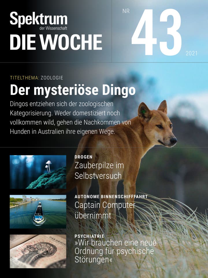 Spektrum – Die Woche – 43/2021 – Der mysteriöse Dingo