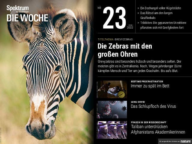 Spektrum – Die Woche:  Die Zebras mit den großen Ohren