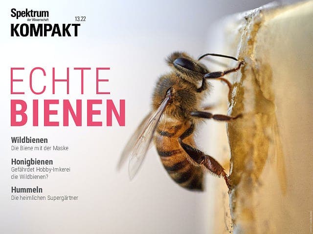 Spektrum Kompakt - 13/2022 - Echte Bienen - Honigbienen, Wildbienen und Hummeln