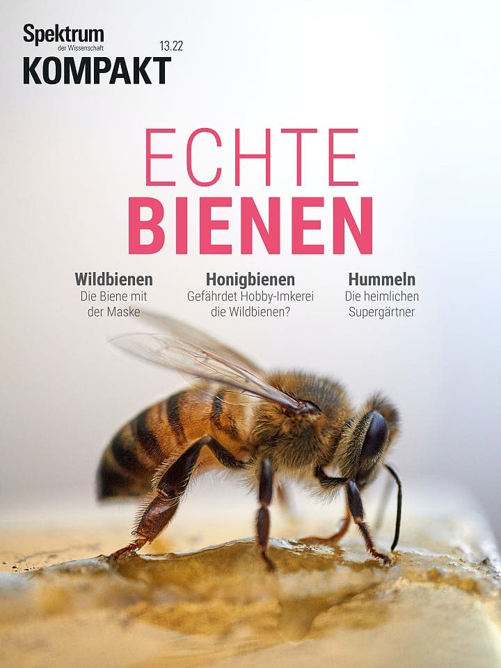 Spektrum Kompakt:  Echte Bienen – Honigbienen, Wildbienen und Hummeln