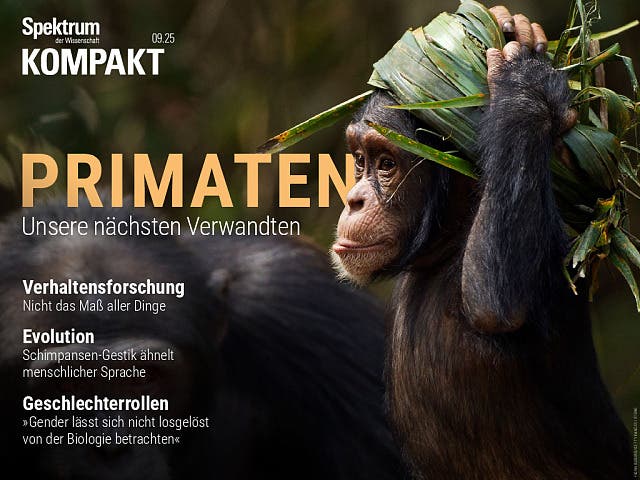  Primaten