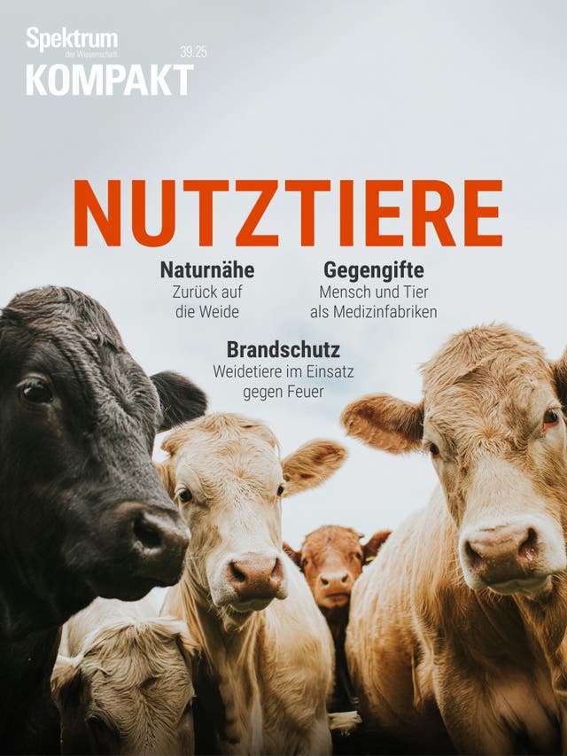 Eine Gruppe von Kühen steht auf einer Weide und blickt in die Kamera. Der Himmel ist bewölkt. Im oberen Bereich des Bildes steht in großen, roten Buchstaben das Wort "Nutztiere". Darunter befinden sich drei Themen: "Naturnähe: Zurück auf die Weide", "Gegengifte: Mensch und Tier als Medizinfabriken" und "Brandschutz: Weidetiere im Einsatz gegen Feuer". Oben links ist das Logo von "Spektrum der Wissenschaft" und die Ausgabe "Kompakt 39.25" zu sehen.