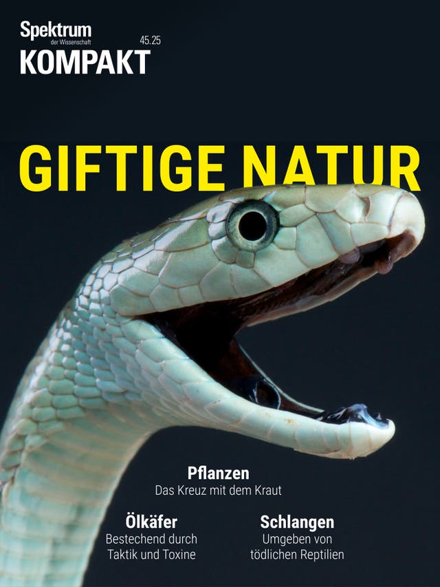 Titelbild des Magazins "Spektrum der Wissenschaft Kompakt" mit dem Thema "Giftige Natur". Im Vordergrund ist der Kopf einer Schlange mit geöffnetem Maul zu sehen. Der Hintergrund ist dunkel, und der Titel "Giftige Natur" ist in großen gelben Buchstaben geschrieben. Weitere Themen auf dem Cover sind "Pflanzen: Das Kreuz mit dem Kraut", "Ölkäfer: Bestechend durch Taktik und Toxine" und "Schlangen: Umgeben von tödlichen Reptilien".
