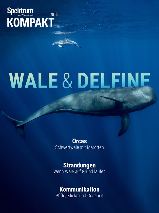 Titelbild des Magazins "Spektrum der Wissenschaft Kompakt" mit dem Thema "Wale & Delfine". Im Vordergrund schwimmt ein großer Wal im blauen Ozean, darüber ein Delfin. Text auf dem Bild: "Orcas - Schwertwale mit Marotten", "Strandungen - Wenn Wale auf Grund laufen", "Kommunikation - Pfiffe, Klicks und Gesänge".