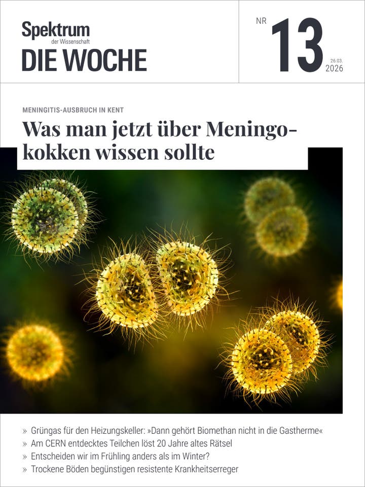 Titelbild eines Magazins mit dem Titel "Spektrum der Wissenschaft - Die Woche", Ausgabe Nr. 13 vom 26. M&auml;rz 2026. Der Hauptartikel behandelt einen Meningitis-Ausbruch in Kent und tr&auml;gt den Titel "Was man jetzt &uuml;ber Meningokokken wissen sollte". Das Bild zeigt eine fluoreszenzmikroskopische Aufnahme von Meningokokken-Bakterien, die kugelf&ouml;rmig und gelblich leuchtend dargestellt sind. Im Hintergrund sind weitere unscharfe Bakterien zu sehen. Zus&auml;tzliche Artikelthemen umfassen Biomethan in Heizungen, eine Entdeckung am CERN, saisonale Entscheidungen im Fr&uuml;hling und die Auswirkungen trockener B&ouml;den auf Krankheitserreger.