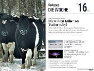 Eine Gruppe von K&uuml;hen steht im Schnee in einem Waldgebiet. Der Titel des Magazins lautet "Spektrum Die Woche", Ausgabe Nr. 16 vom 16. April 2026. Der Artikel auf dem Cover tr&auml;gt die &Uuml;berschrift "Die wilden K&uuml;he von Tschernobyl". Weitere Themen sind Rettungsaktionen f&uuml;r Buckelwale, Quantenphysik im expandierenden Universum, die Struktur von Wasser und die Erholung von Regenw&auml;ldern.