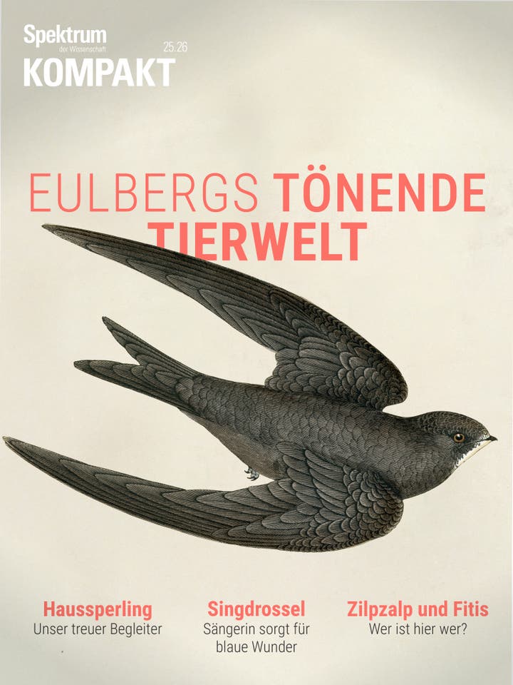 Titelbild des Magazins "Spektrum der Wissenschaft Kompakt" mit der &Uuml;berschrift "Eulbergs t&ouml;nende Tierwelt". Im Zentrum ist eine detaillierte Illustration eines Vogels mit ausgebreiteten Fl&uuml;geln zu sehen. Oben links steht der Magazinname, unten sind die Themen "Haussperling", "Singdrossel" und "Zilpzalp und Fitis" mit kurzen Beschreibungen aufgef&uuml;hrt. Das Bild thematisiert die akustische Vielfalt der Vogelwelt.